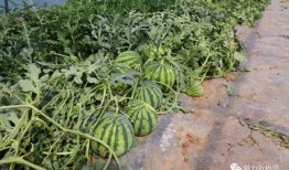 临夏吃瓜怎么爆料,揭秘爆料背后的真相