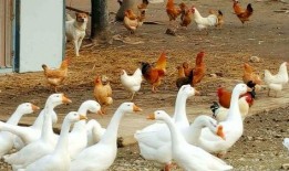 八鹅吃瓜菌娱乐圈,娱乐圈风云录