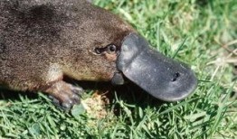 娱乐吃瓜酱鸭嘴兽,娱乐吃瓜酱的趣味揭秘之旅