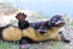 娱乐吃瓜酱鸭嘴兽,娱乐吃瓜酱的趣味揭秘之旅