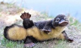 娱乐吃瓜酱鸭嘴兽,娱乐吃瓜酱的趣味揭秘之旅