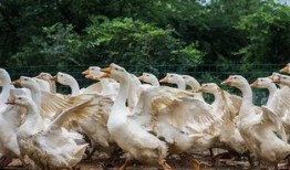 八鹅吃瓜菌娱乐圈,娱乐圈风云录