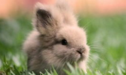 兔兔娱乐吃瓜,揭秘娱乐圈吃瓜背后的真相与趣味