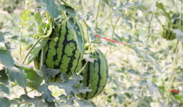 最新吃瓜爆料网红,揭秘最新吃瓜爆料背后的惊人真相