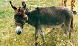 驴系青年娱乐吃瓜酱,揭秘娱乐圈幕后故事